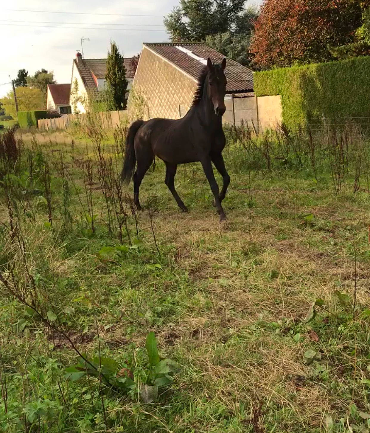 Sunshine a rejoint le concours — aidez-le/la à gagner de superbes lots ! colt, foal, grass, grassland, horse, liver, livestock, mammal, mane, mare, meadow, mustang_horse, pack_animal, pasture, rural_area, stallion, vertebrate, wildlife