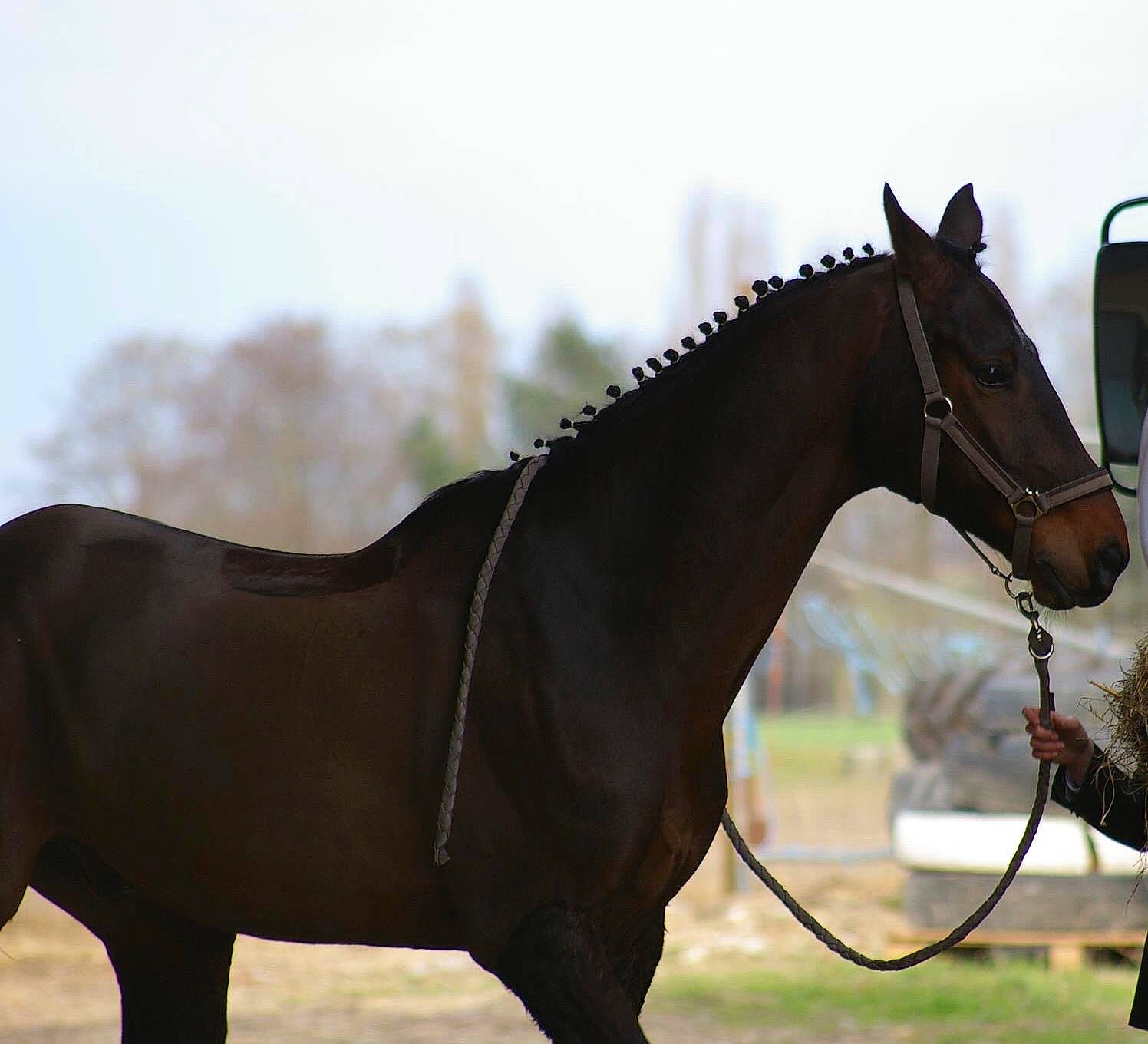Sunshine a rejoint le concours — aidez-le/la à gagner de superbes lots ! bridle, brown, halter, horse, horse_supplies, horse_tack, landscape, liver, livestock, mammal, mane, mare, mustang_horse, rein, sky, snout, sorrel, stallion, stock_photography, vertebrate