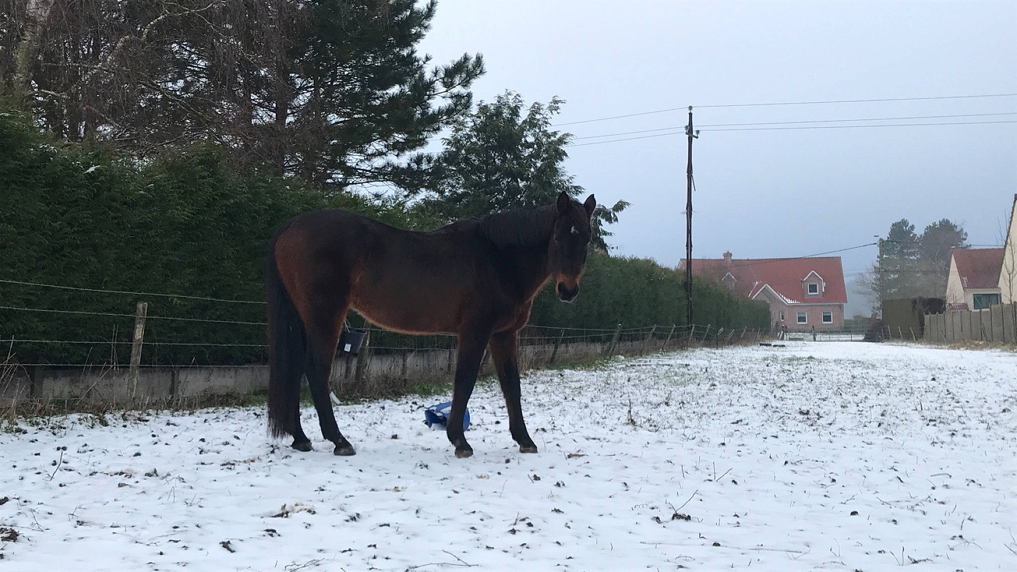 Sunshine participe au concours pour gagner de l'argent avec cette photo : freezing, horse, horse_supplies, landscape, mammal, mane, mare, mustang_horse, pack_animal, pasture, ranch, snow, stallion, winter