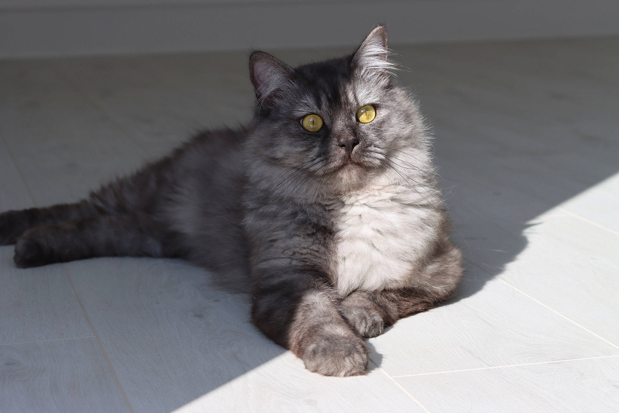 Enzo is registered to the contest to win money with this photo: british_longhair, carnivore, cat, claw, comfort, domestic_short_haired_cat, felidae, flooring, fur, grey, maine_coon, paw, sitting, small_to_medium_sized_cats, snout, tail, terrestrial_animal, whiskers, window