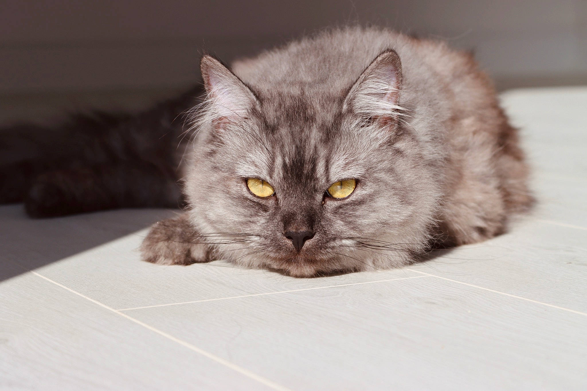 Enzo joined the competition — help win amazing prizes! british_longhair, carnivore, cat, claw, domestic_short_haired_cat, felidae, fur, grey, small_to_medium_sized_cats, terrestrial_animal, whiskers