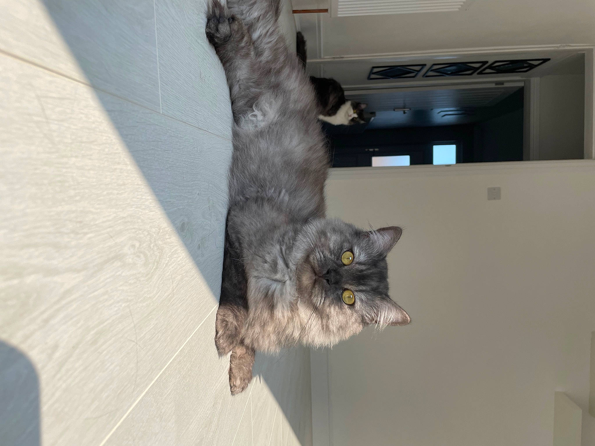 Enzo is registered to the contest to win money with this photo: black_cat, carnivore, cat, domestic_short_haired_cat, felidae, flooring, fur, grey, small_to_medium_sized_cats, tail, whiskers, wood