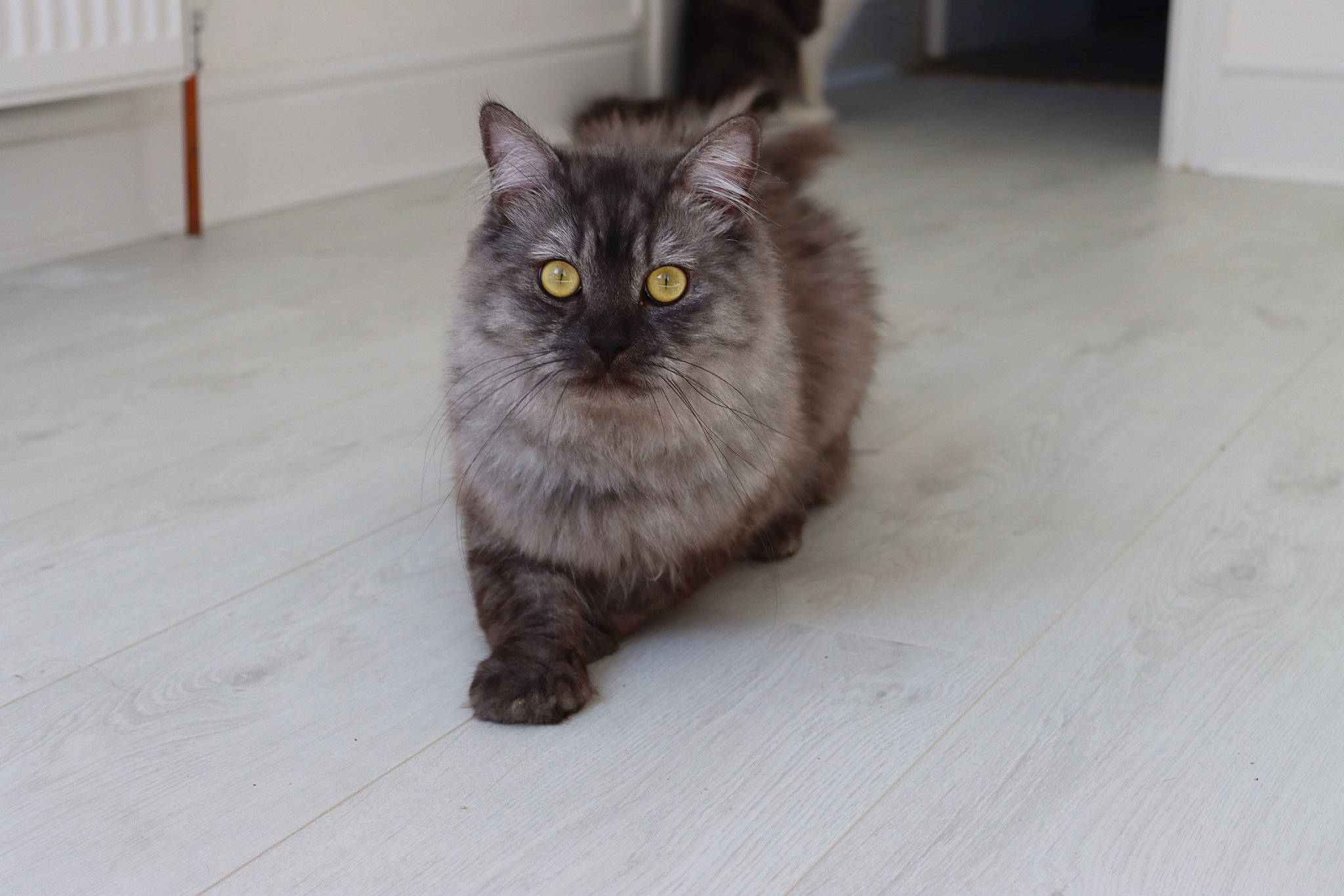 Enzo joined the competition — help win amazing prizes! automotive_tire, black_cat, carnivore, cat, claw, domestic_short_haired_cat, felidae, floor, flooring, fur, grey, hardwood, paw, sitting, small_to_medium_sized_cats, snout, tail, terrestrial_animal, whiskers, wood