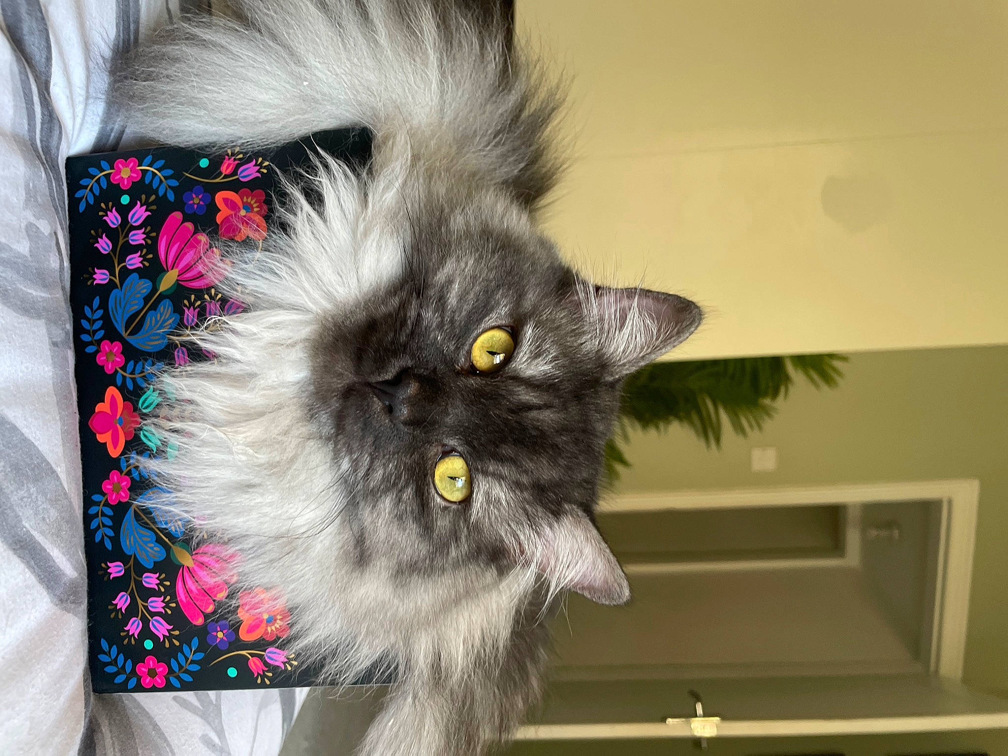 Enzo is registered to the contest to win money with this photo: black_cat, british_longhair, canidae, carnivore, cat, claw, companion_dog, domestic_short_haired_cat, eye, fawn, felidae, fur, grey, iris, persian, plant, small_to_medium_sized_cats, snout, tail, whiskers