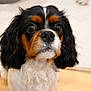 dog, cavalier_king_charles_spaniel, pet, close_up, portrait, cute, indoor, floor, carpet, fur, ears, eyes, animal, mammal, whiskers, nose, black, brown, white, curious