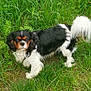 Ugo participe au concours pour gagner de l'argent avec cette photo : dog, grass, outdoor, pet, animal, canine, fur, tail, nature, greenery, walking, alert, field, mammal, summer, cute, small_dog, companion, playful, adorable