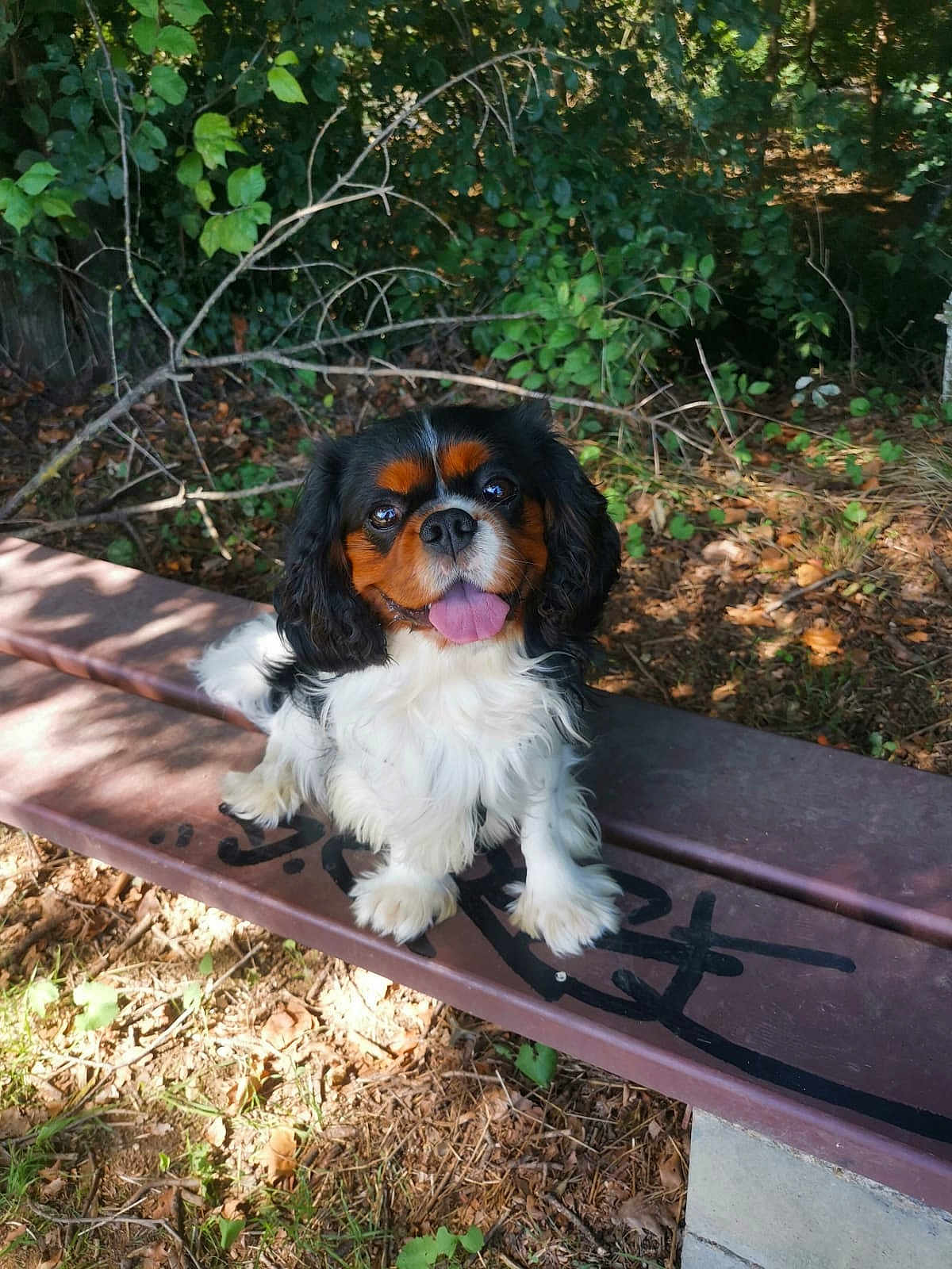Ugo participe au concours pour gagner de l'argent avec cette photo : dog, puppy, cavalier_king_charles_spaniel, bench, graffiti, outdoor, nature, greenery, leaves, sunlight, tongue_out, happy, pet, animal, fur, ears, sitting, smiling, shadow, ground