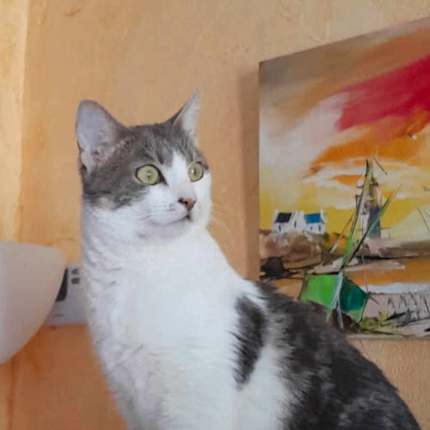 Perle Dit Doudou participe au concours pour gagner de l'argent avec cette photo : alert, animal, cat, cozy, curious, domestic, ears, feline, gray_and_white, green_eyes, indoor, looking_away, painting, pet, portrait, side_view, soft_surface, texture, wall, whiskers