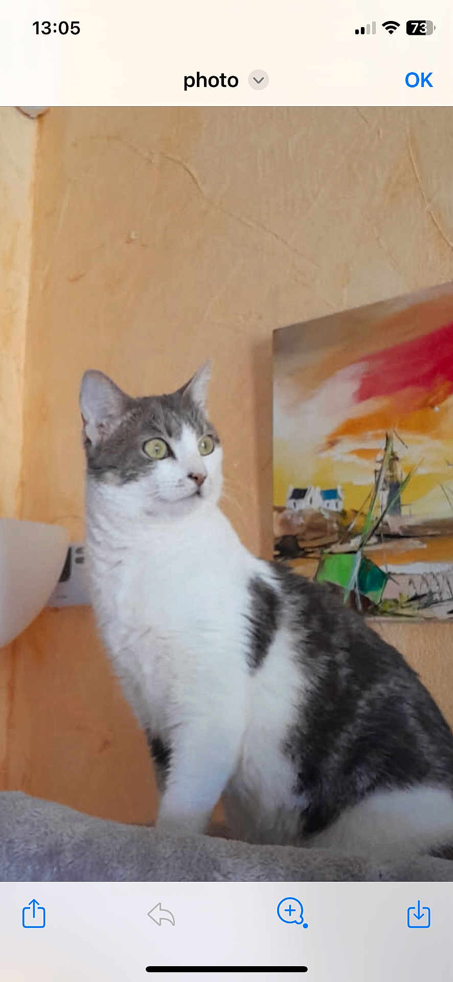 Perle Dit Doudou participe au concours pour gagner de l'argent avec cette photo : cat, indoor, curious, green_eyes, gray_and_white, painting, wall, soft_surface, pet, feline, looking_away, cozy, texture, animal, domestic, portrait, whiskers, ears, side_view, alert