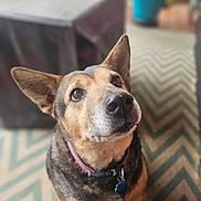 Gustavo joined the competition — help win amazing prizes! dog, pet, animal, looking_up, ears_up, collar, indoor, carpet, furniture, blurred_background, brown_fur, black_fur, close_up, domestic_animal, canine, alert, cute, companion, houseplant, tag