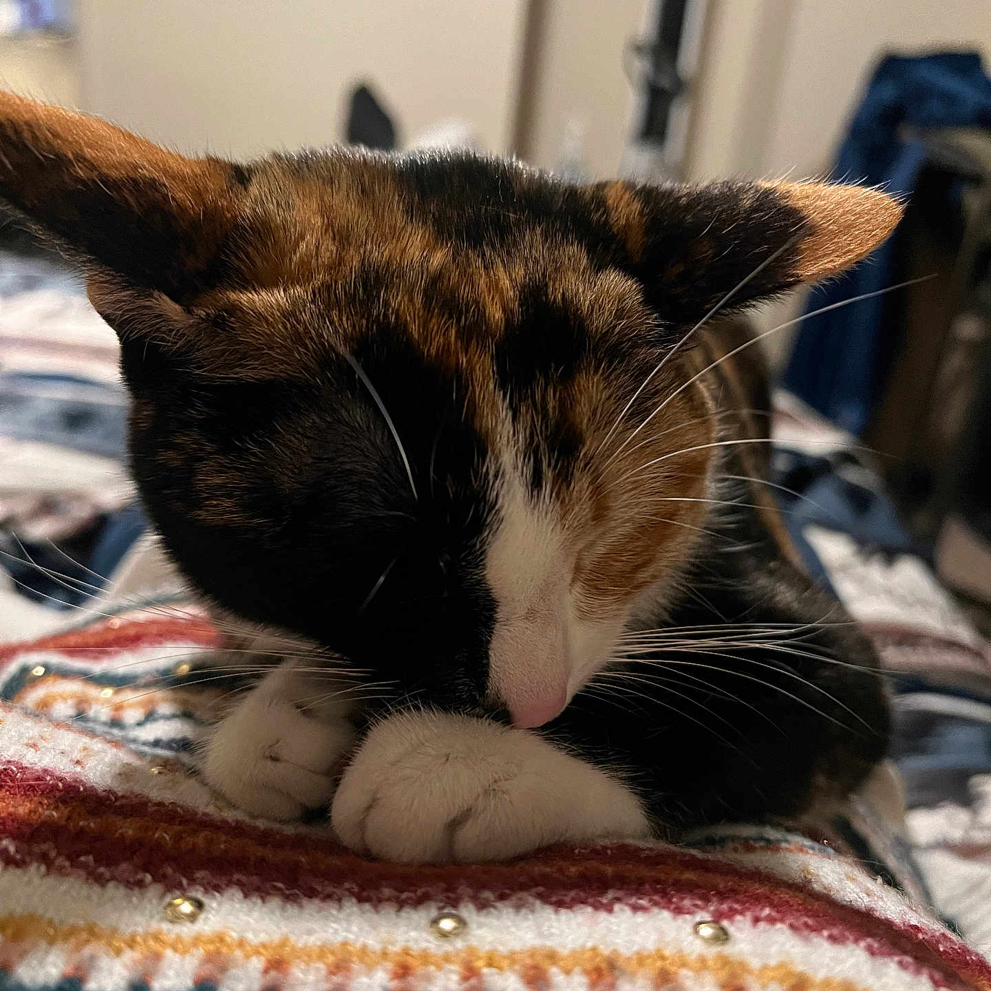 Cali Mae joined the competition — help win amazing prizes! animal, blanket, calico, cat, close_up, colorful, comfort, cozy, cute, fur, indoor, nap, patterned, paws, pet, relaxing, resting, sleeping, soft, whiskers