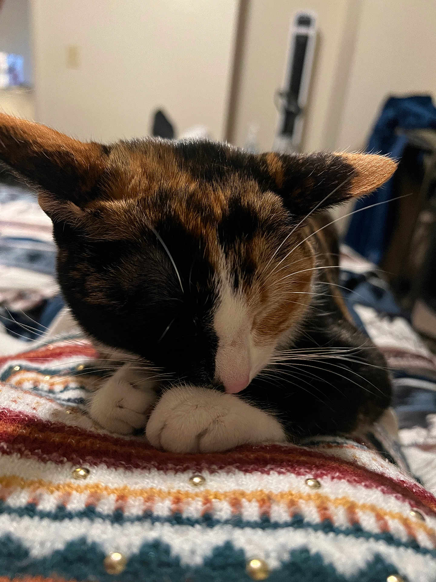Cali Mae joined the competition — help win amazing prizes! animal, blanket, calico, cat, close_up, colorful, comfort, cozy, cute, fur, indoor, nap, patterned, paws, pet, relaxing, resting, sleeping, soft, whiskers