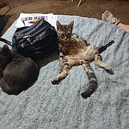 Gator joined the competition — help win amazing prizes! cat, bed, black_bag, papers, carpet, shoe, person_leg, furniture, indoor, relaxed, sleeping_cat, striped_cat, gray_cat, domestic_animal, pet, household, casual, resting, carpeted_floor, bedspread