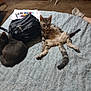cat, bed, black_bag, papers, carpet, shoe, person_leg, furniture, indoor, relaxed, sleeping_cat, striped_cat, gray_cat, domestic_animal, pet, household, casual, resting, carpeted_floor, bedspread