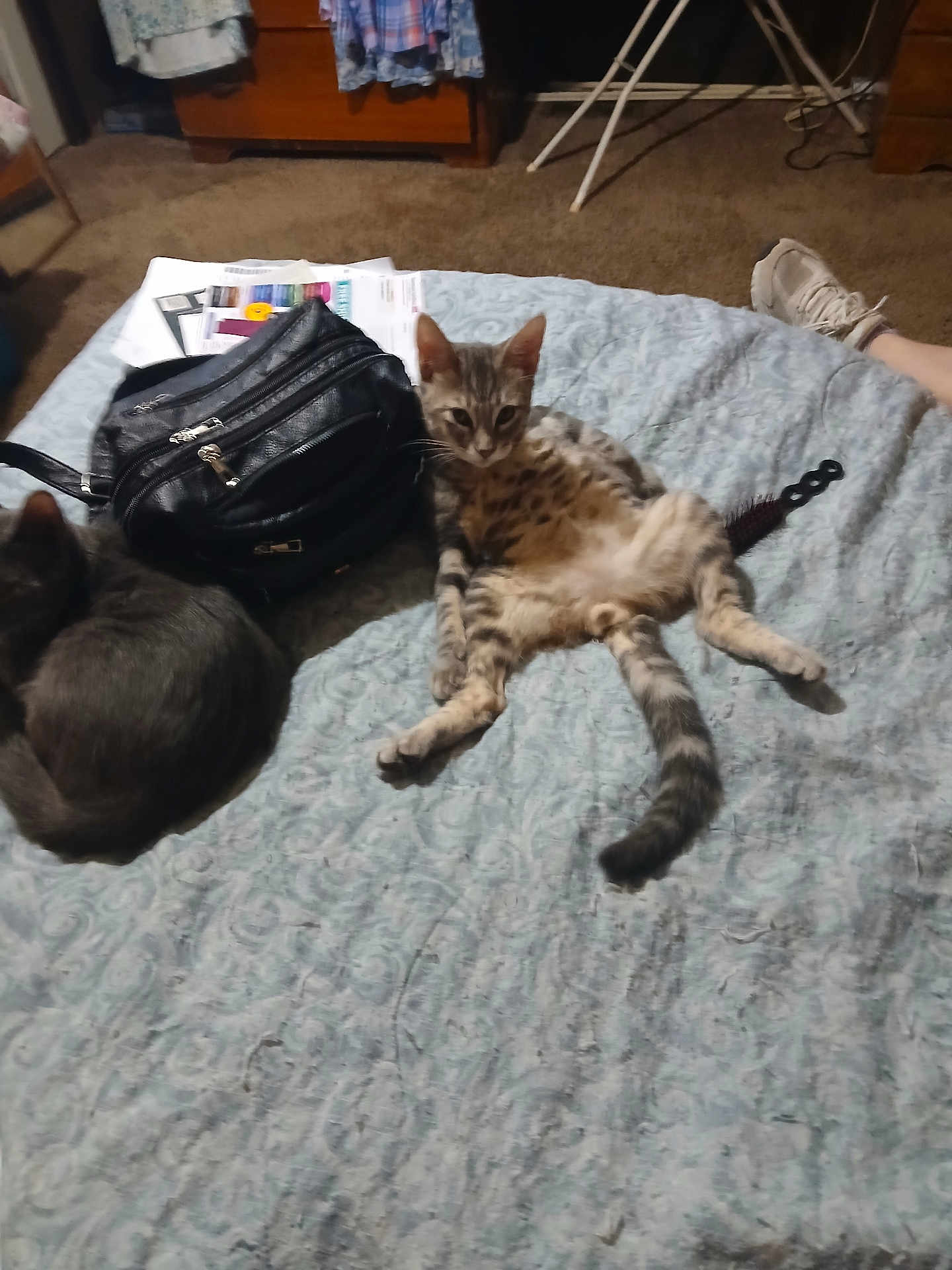 Gator joined the competition — help win amazing prizes! cat, bed, black_bag, papers, carpet, shoe, person_leg, furniture, indoor, relaxed, sleeping_cat, striped_cat, gray_cat, domestic_animal, pet, household, casual, resting, carpeted_floor, bedspread