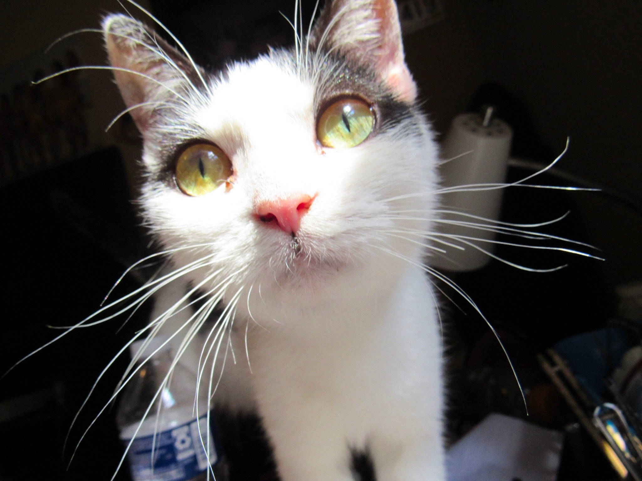Ham joined the competition — help win amazing prizes! aegean_cat, american_wirehair, asian, carnivore, cat, domestic_short_haired_cat, ear, eye, felidae, fur, kitten, mammal, nose, small_to_medium_sized_cats, snout, turkish_van, whiskers