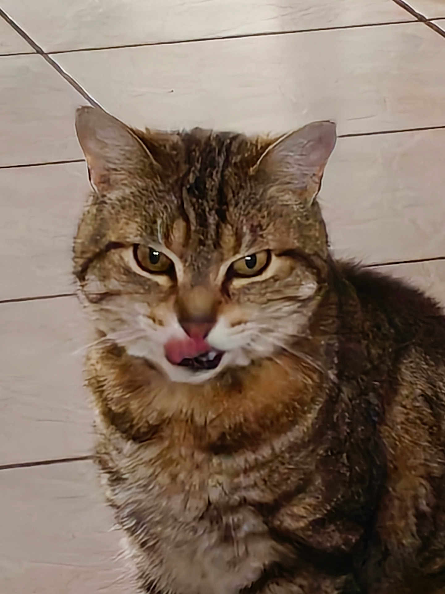 Michou participe au concours pour gagner de l'argent avec cette photo : animal, cat, closeup, cute, domestic_animal, ears, expression, eyes, face, feline, floor, fur, indoor, licking, mammal, pet, portrait, tabby, tile, whiskers