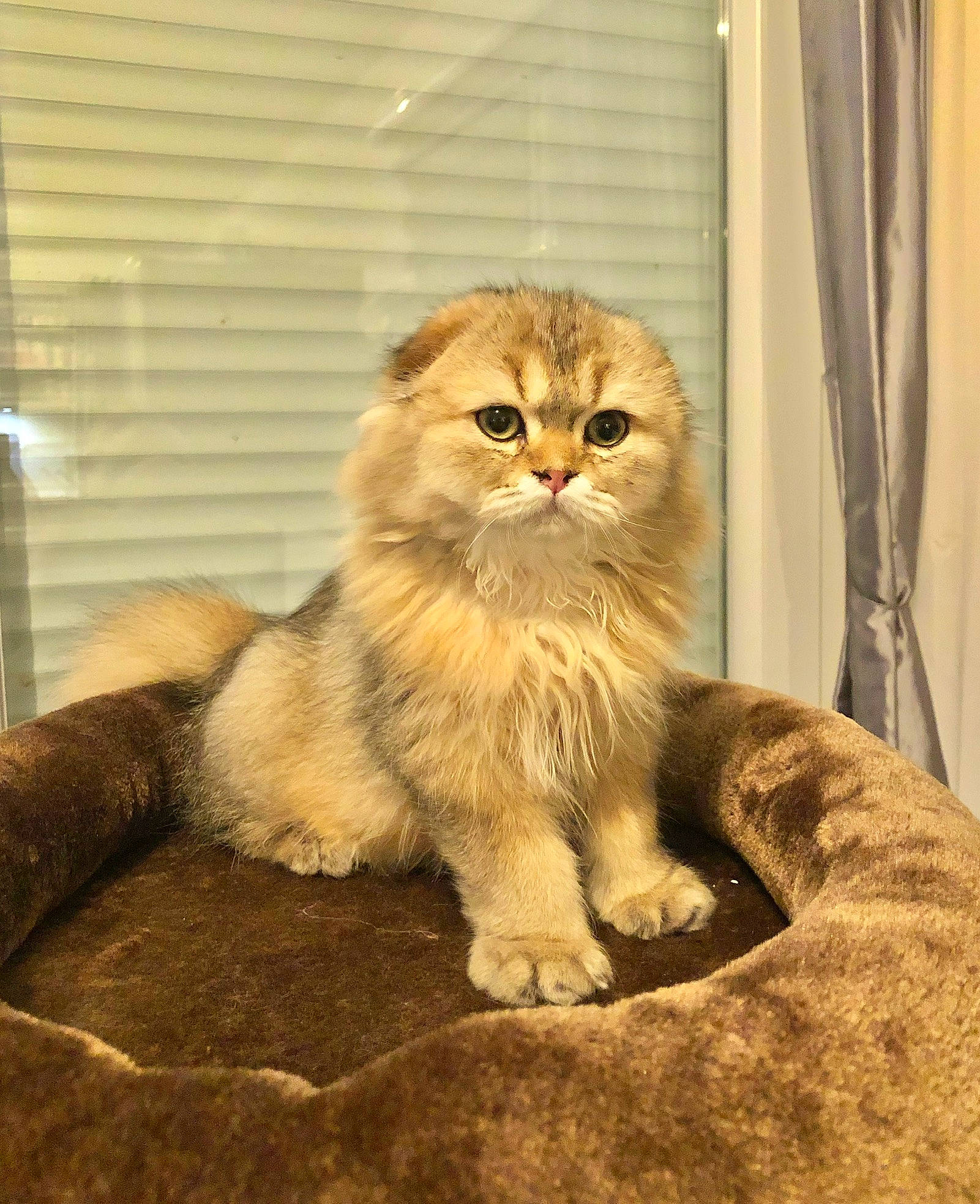 Pharaon a rejoint le concours — aidez-le/la à gagner de superbes lots ! american_curl, asian, asian_semi_longhair, british_longhair, british_semi_longhair, carnivore, cat, domestic_long_haired_cat, fawn, felidae, fur, kitten, mammal, munchkin, persian, scottish_fold, siberian, small_to_medium_sized_cats, vertebrate, whiskers