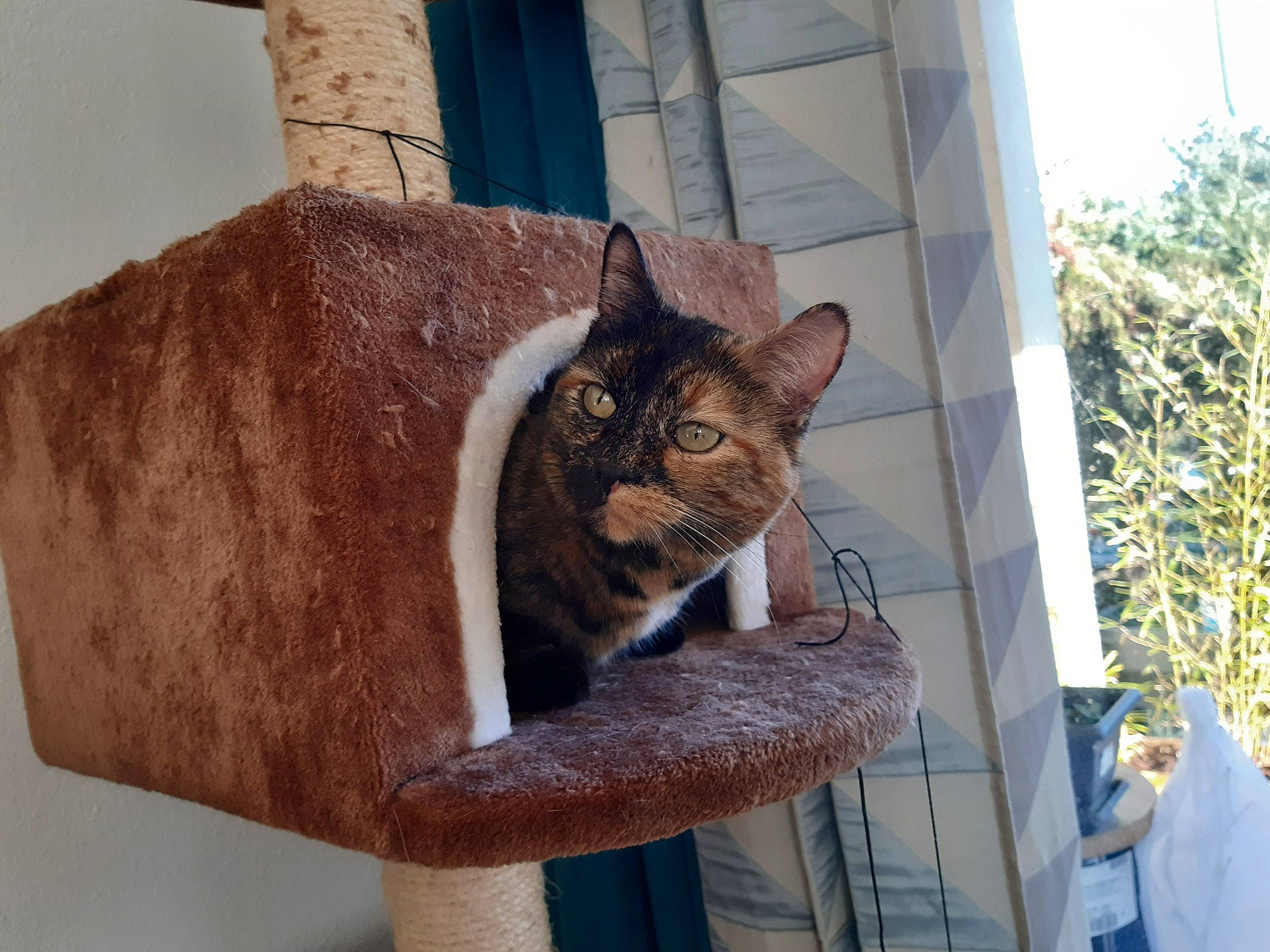 Sansa a rejoint le concours — aidez-le/la à gagner de superbes lots ! blue, carnivore, cat, cat_supply, domestic_short_haired_cat, door, fawn, felidae, fur, house, metal, pet_supply, plant, small_to_medium_sized_cats, snout, tail, terrestrial_animal, whiskers, window, wood