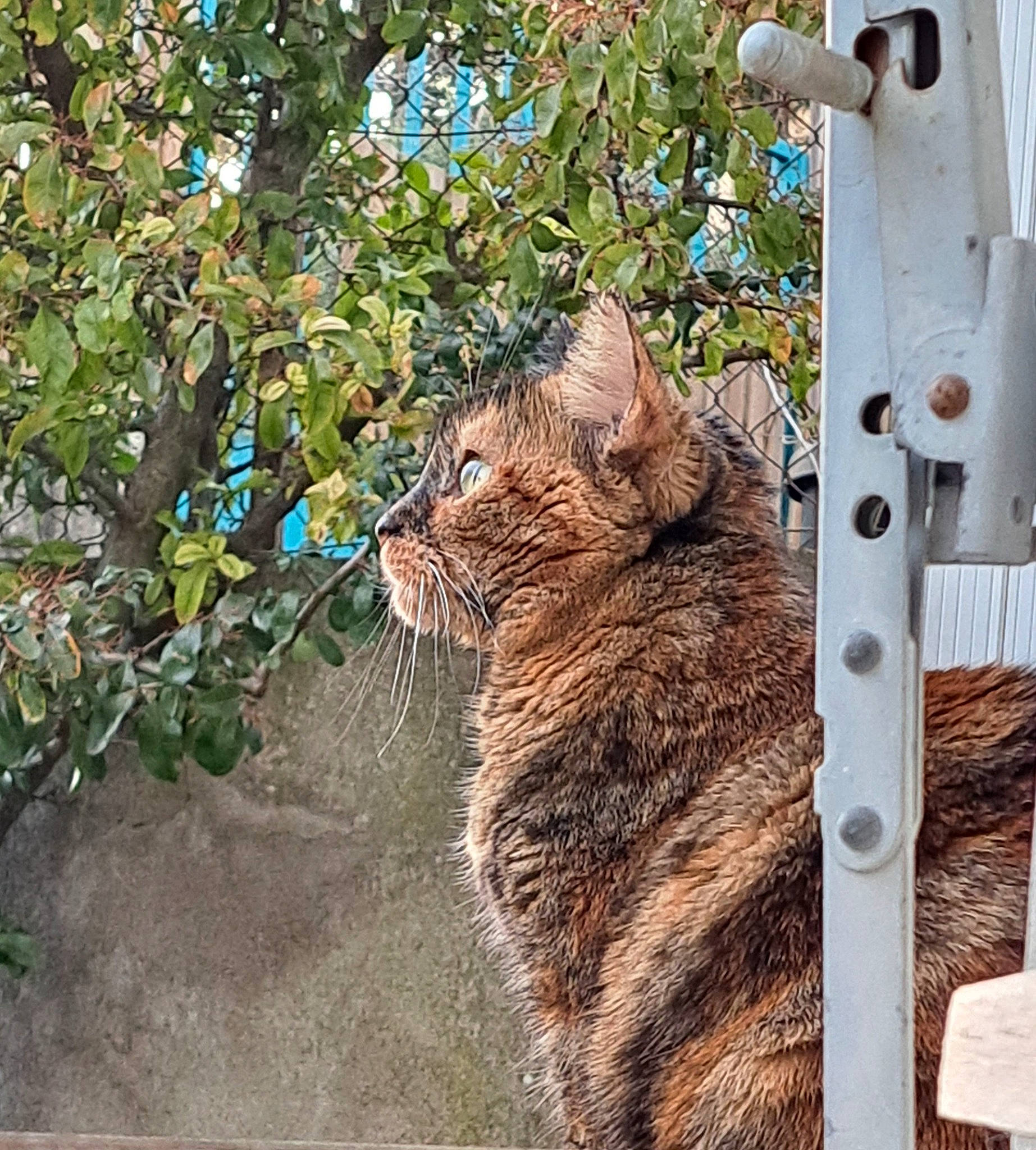 Sansa a rejoint le concours — aidez-le/la à gagner de superbes lots ! carnivore, cat, domestic_short_haired_cat, fawn, felidae, fur, grass, lynx, plant, shrub, small_to_medium_sized_cats, snout, soil, tail, terrestrial_animal, tree, trunk, twig, whiskers, wood