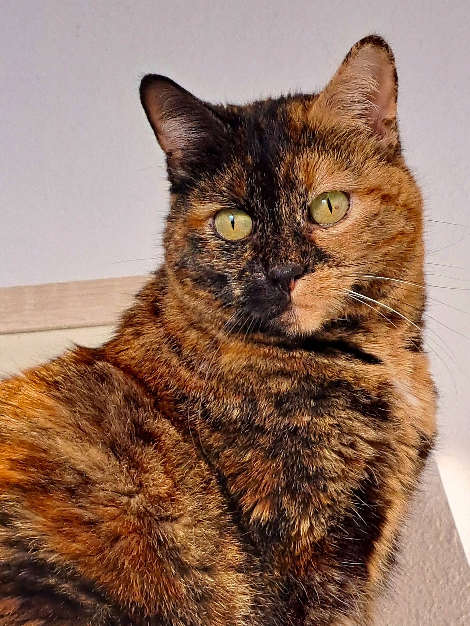 Sansa a rejoint le concours — aidez-le/la à gagner de superbes lots ! art, carnivore, cat, claw, domestic_short_haired_cat, eye, felidae, fur, illustration, iris, painting, paw, pet_supply, small_to_medium_sized_cats, snout, tail, terrestrial_animal, whiskers, wildlife