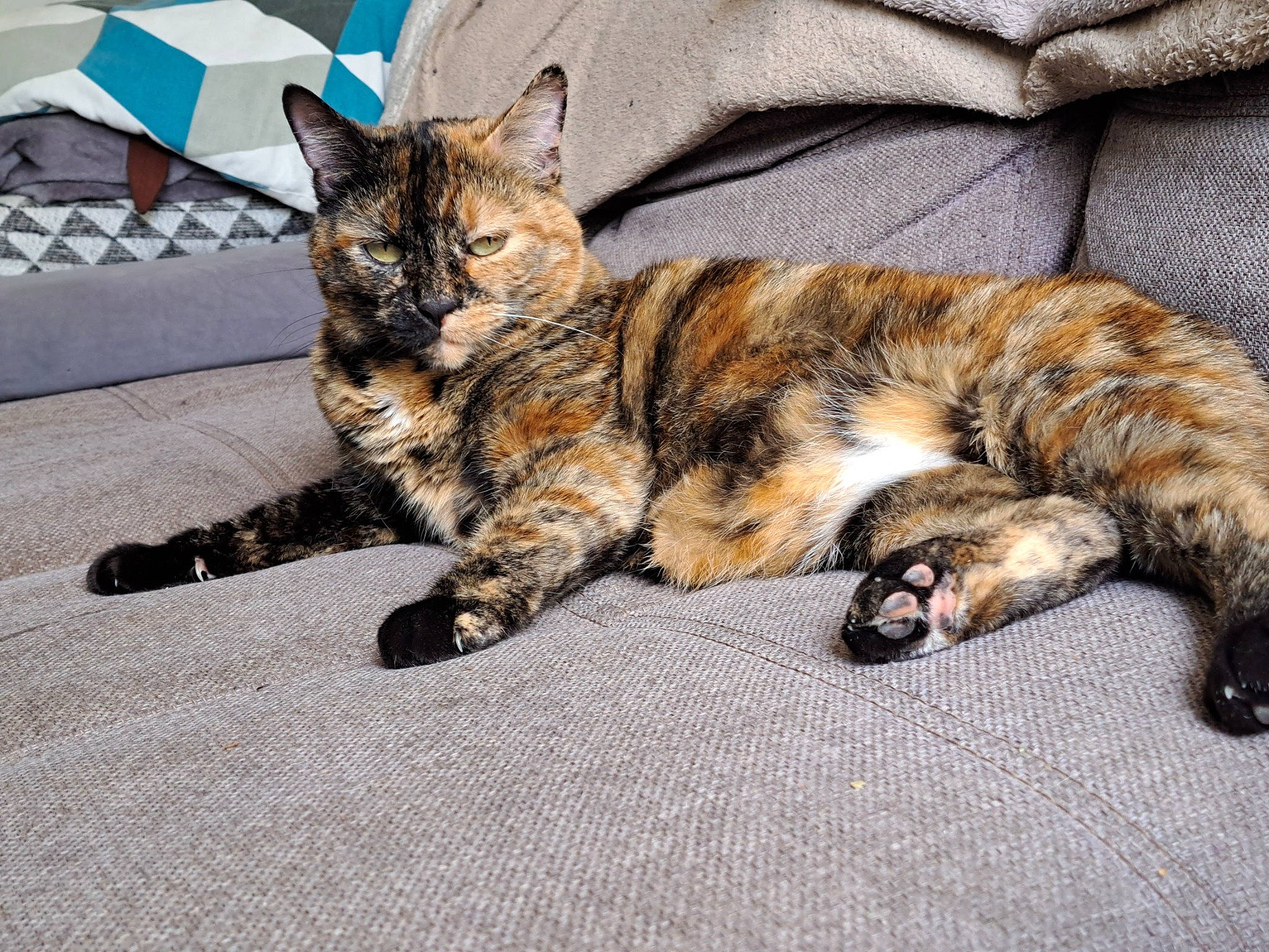 Sansa participe au concours pour gagner de l'argent avec cette photo : carnivore, cat, claw, comfort, domestic_short_haired_cat, felidae, foot, fur, nap, paw, sitting, small_to_medium_sized_cats, tail, terrestrial_animal, umbrella, vertebrate, whiskers