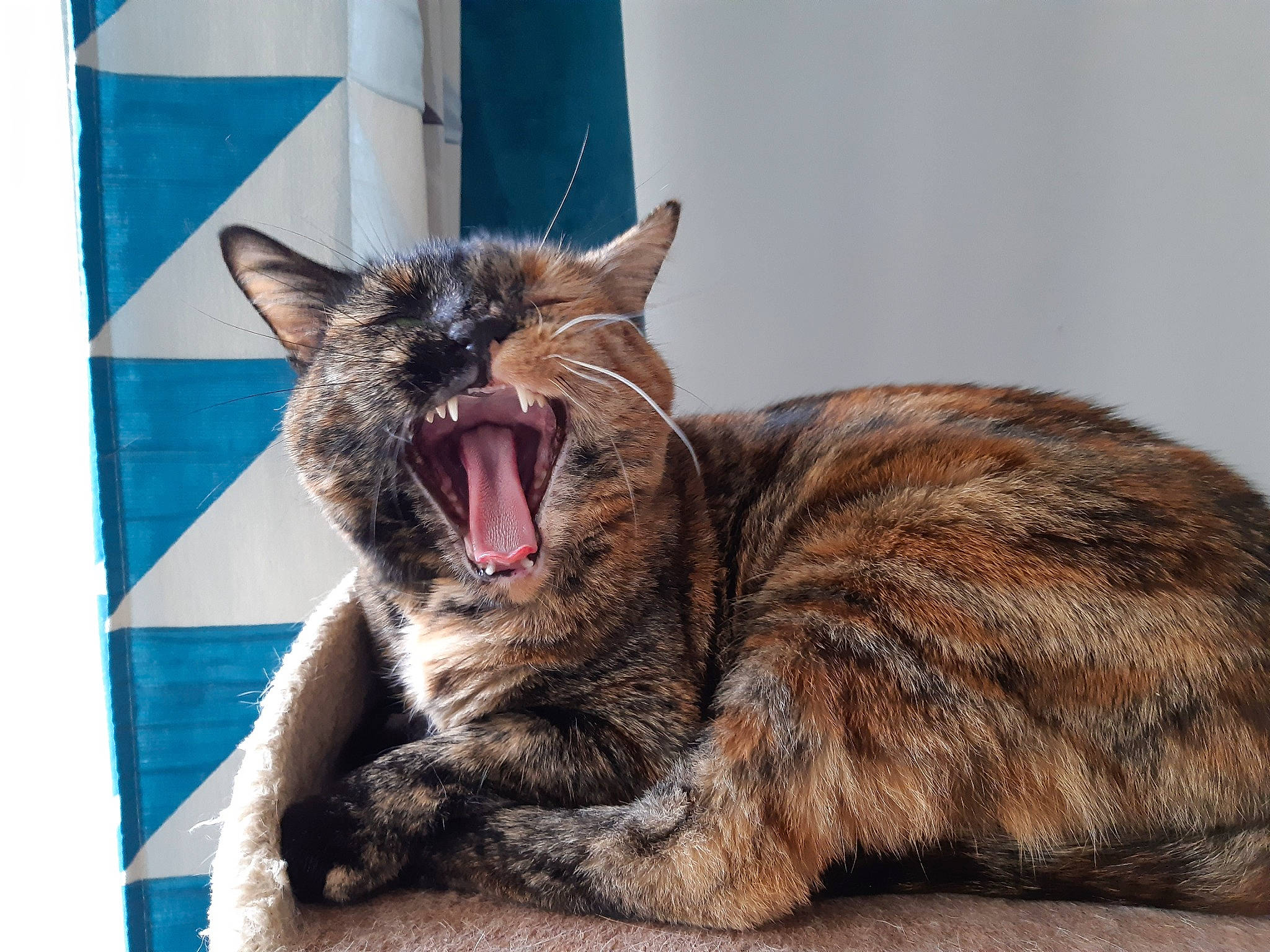 Sansa participe au concours pour gagner de l'argent avec cette photo : carnivore, cat, claw, comfort, domestic_short_haired_cat, fang, felidae, fur, paw, rectangle, roar, sitting, small_to_medium_sized_cats, snout, terrestrial_animal, whiskers, window, yawn