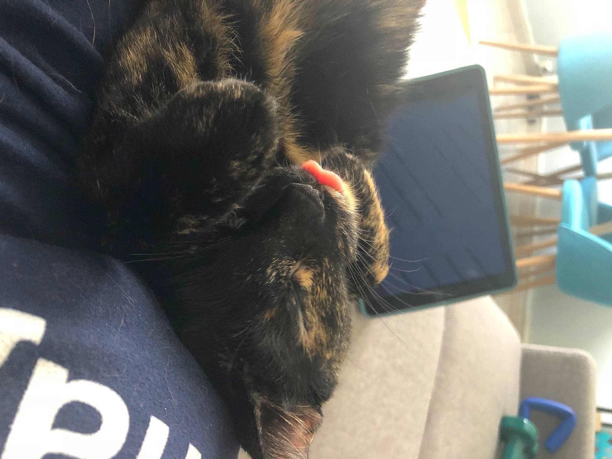 Shiva a rejoint le concours — aidez-le/la à gagner de superbes lots ! black_cat, carnivore, cat, chair, claw, comfort, dog_breed, domestic_short_haired_cat, felidae, fur, human_leg, nap, paw, room, sleep, small_to_medium_sized_cats, snout, sporting_group, tail, whiskers