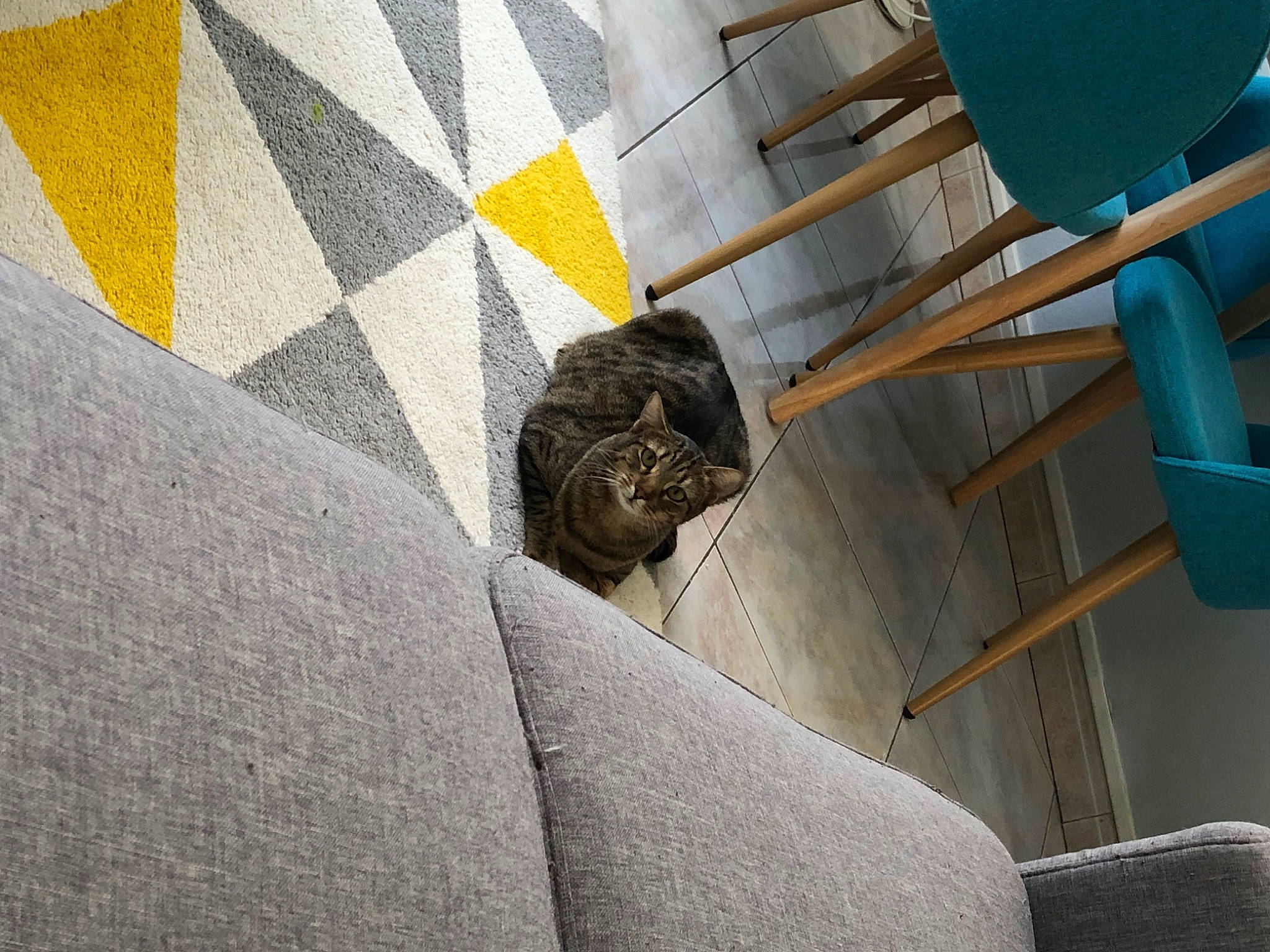 Kali participe au concours pour gagner de l'argent avec cette photo : building, carnivore, cat, ceiling, chair, comfort, concrete, domestic_short_haired_cat, felidae, flooring, grey, house, interior_design, line, road_surface, room, small_to_medium_sized_cats, stairs, tail, wood