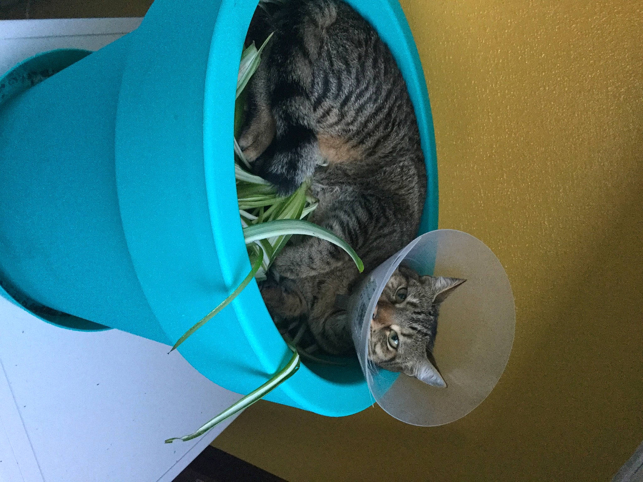 Kali a rejoint le concours — aidez-le/la à gagner de superbes lots ! automotive_tire, automotive_wheel_system, blue, carnivore, cat, cat_supply, domestic_short_haired_cat, electric_blue, felidae, fur, houseplant, pet_supply, plant, small_to_medium_sized_cats, tail, terrestrial_animal, whiskers