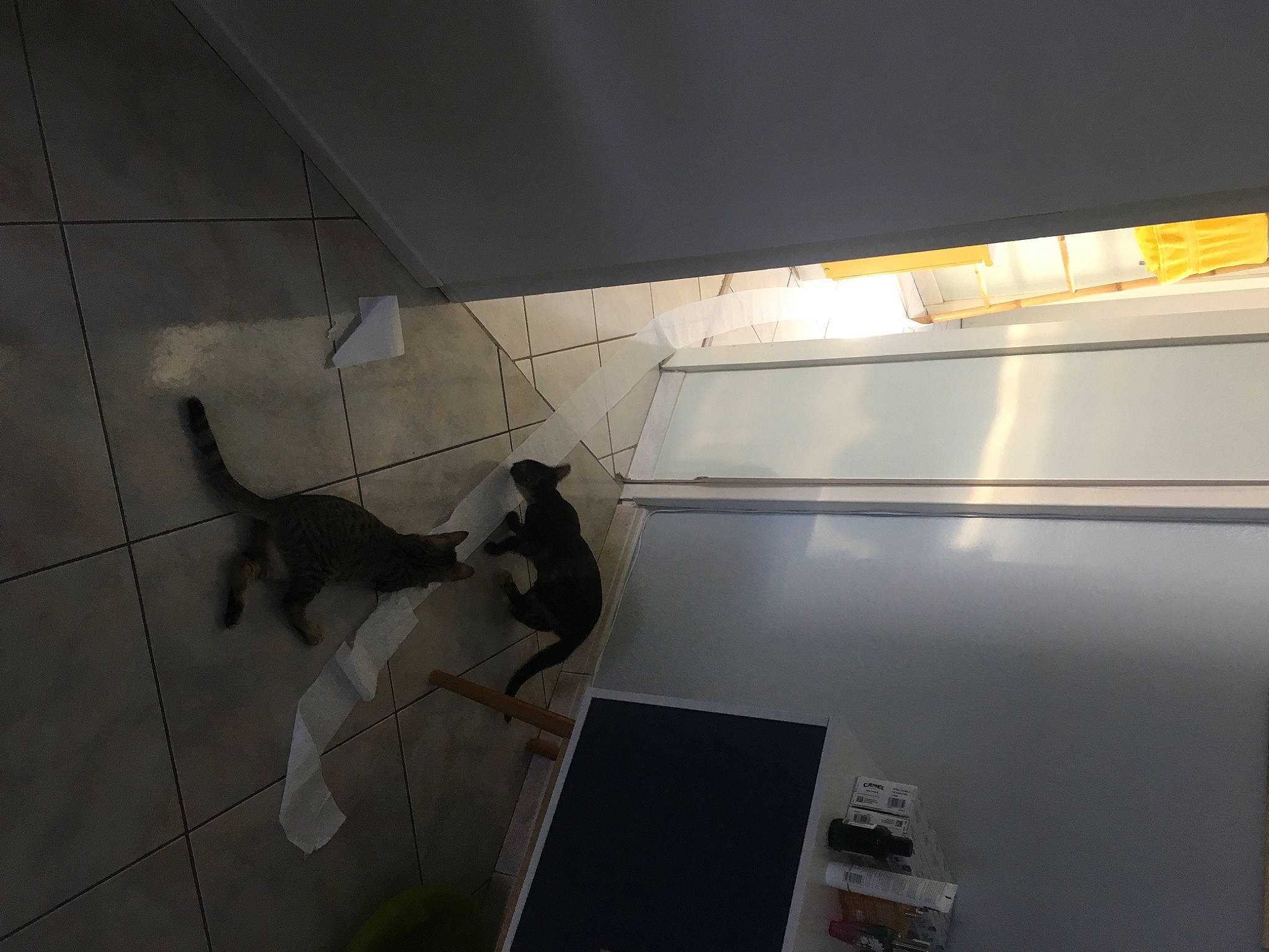 Kali a rejoint le concours — aidez-le/la à gagner de superbes lots ! automotive_exterior, building, ceiling, composite_material, daylighting, flooring, glass, hardwood, laptop, metal, plaster, reflection, room, shadow, tail, tile, visual_arts, wood