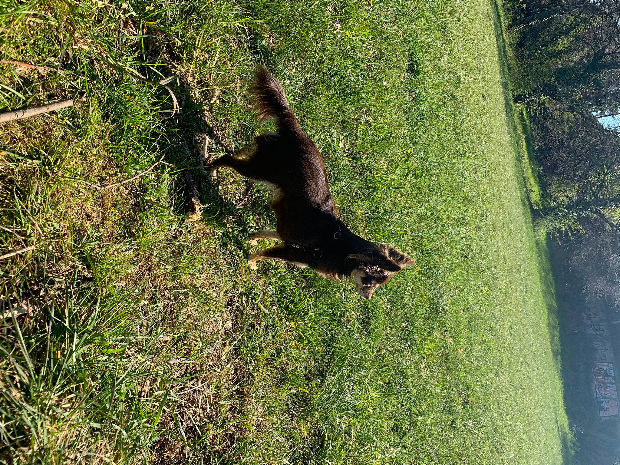 Pandora participe au concours pour gagner de l'argent avec cette photo : canidae, carnivore, dog_breed, forest, grass, grass_family, grassland, groundcover, landscape, meadow, people_in_nature, plant, shrub, sporting_group, tail, terrestrial_animal, tints_and_shades, tree, trunk, wood