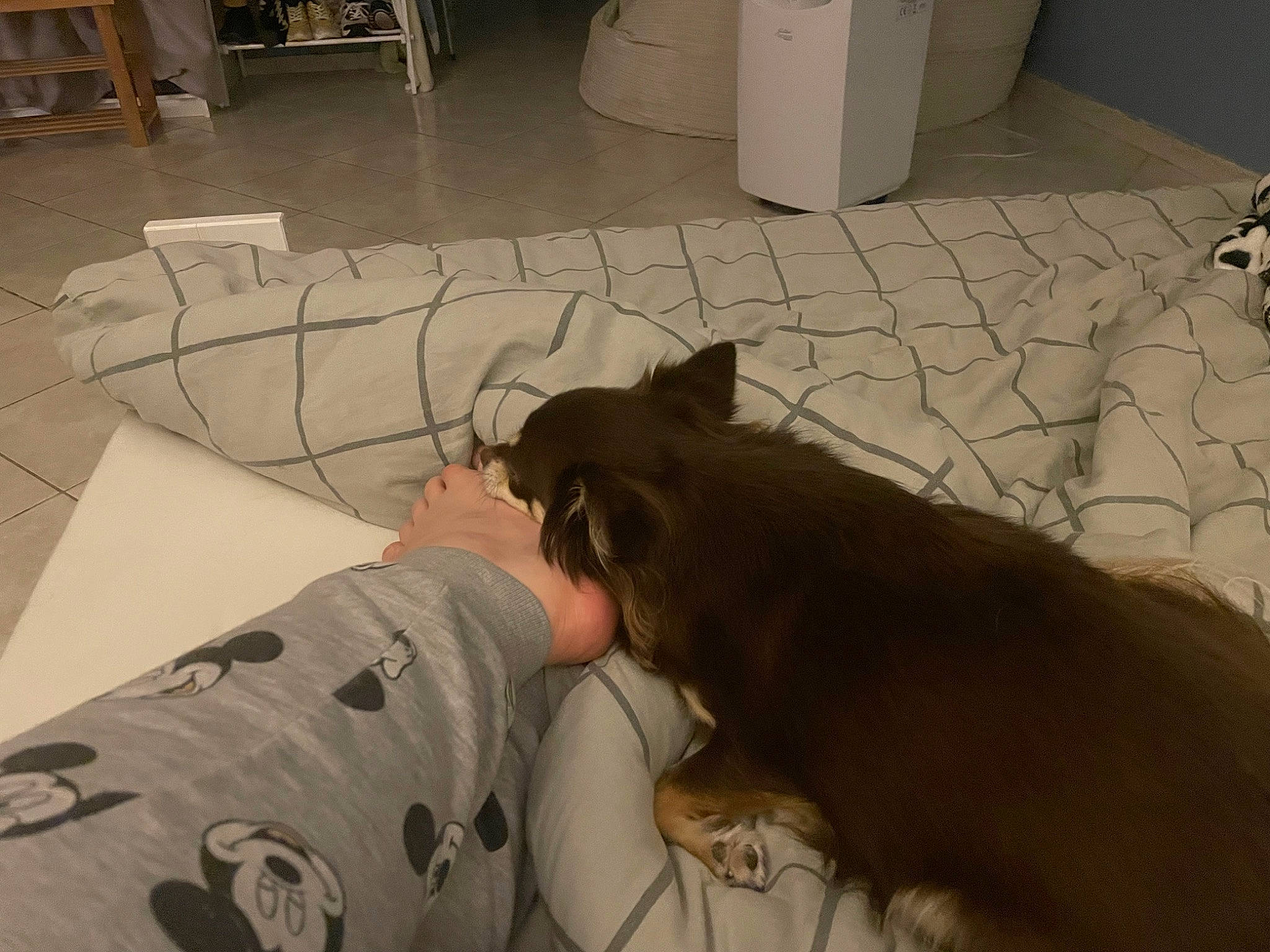 Pandora a rejoint le concours — aidez-le/la à gagner de superbes lots ! black, carnivore, chair, comfort, companion_dog, dog, dog_breed, fawn, felidae, floor, flooring, hardwood, linens, liver, room, small_to_medium_sized_cats, sporting_group, tail, wood, working_animal