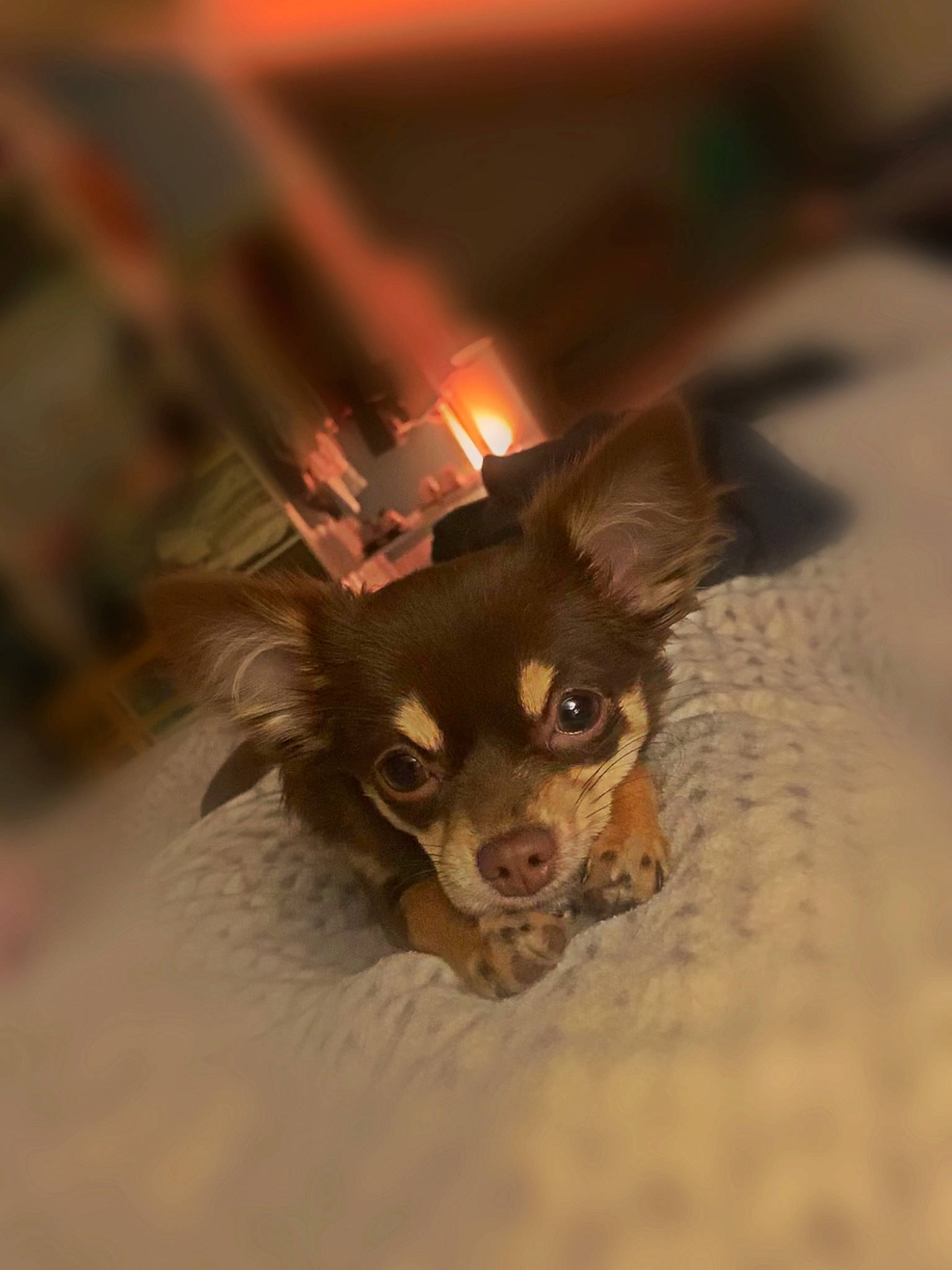 Pandora participe au concours pour gagner de l'argent avec cette photo : canidae, carnivore, chihuahua, companion_dog, corgi_chihuahua, dog, dog_breed, ear, eye, eyewear, fawn, fur, human_body, liver, russkiy_toy, snout, sporting_group, toy_dog, whiskers, wing