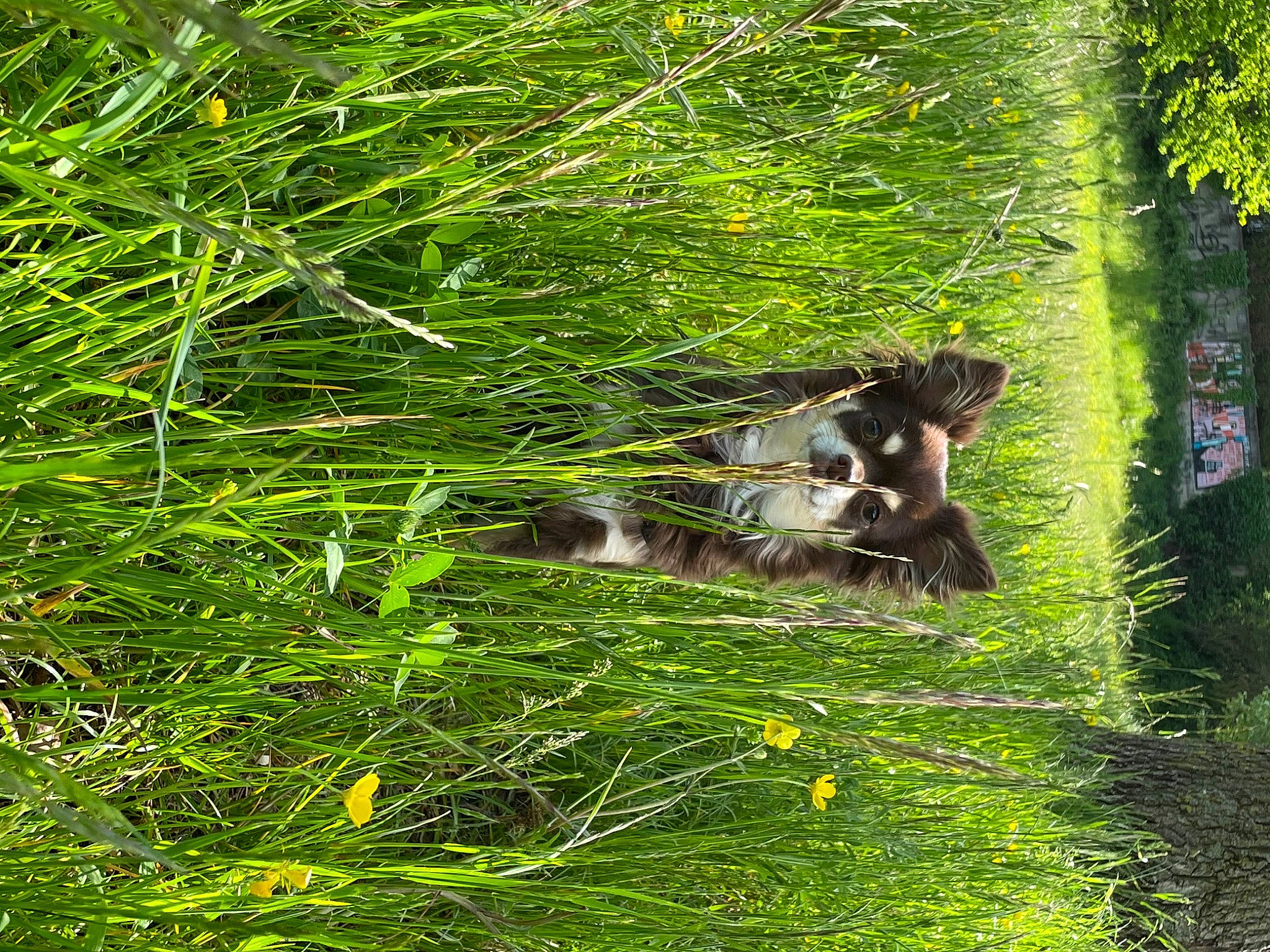 Pandora a rejoint le concours — aidez-le/la à gagner de superbes lots ! aquatic_plant, carnivore, fawn, grass, grass_family, grassland, groundcover, natural_landscape, non_vascular_land_plant, pasture, people_in_nature, plant, plant_community, shrub, terrestrial_animal, terrestrial_plant, tree, trunk, wetland, wood