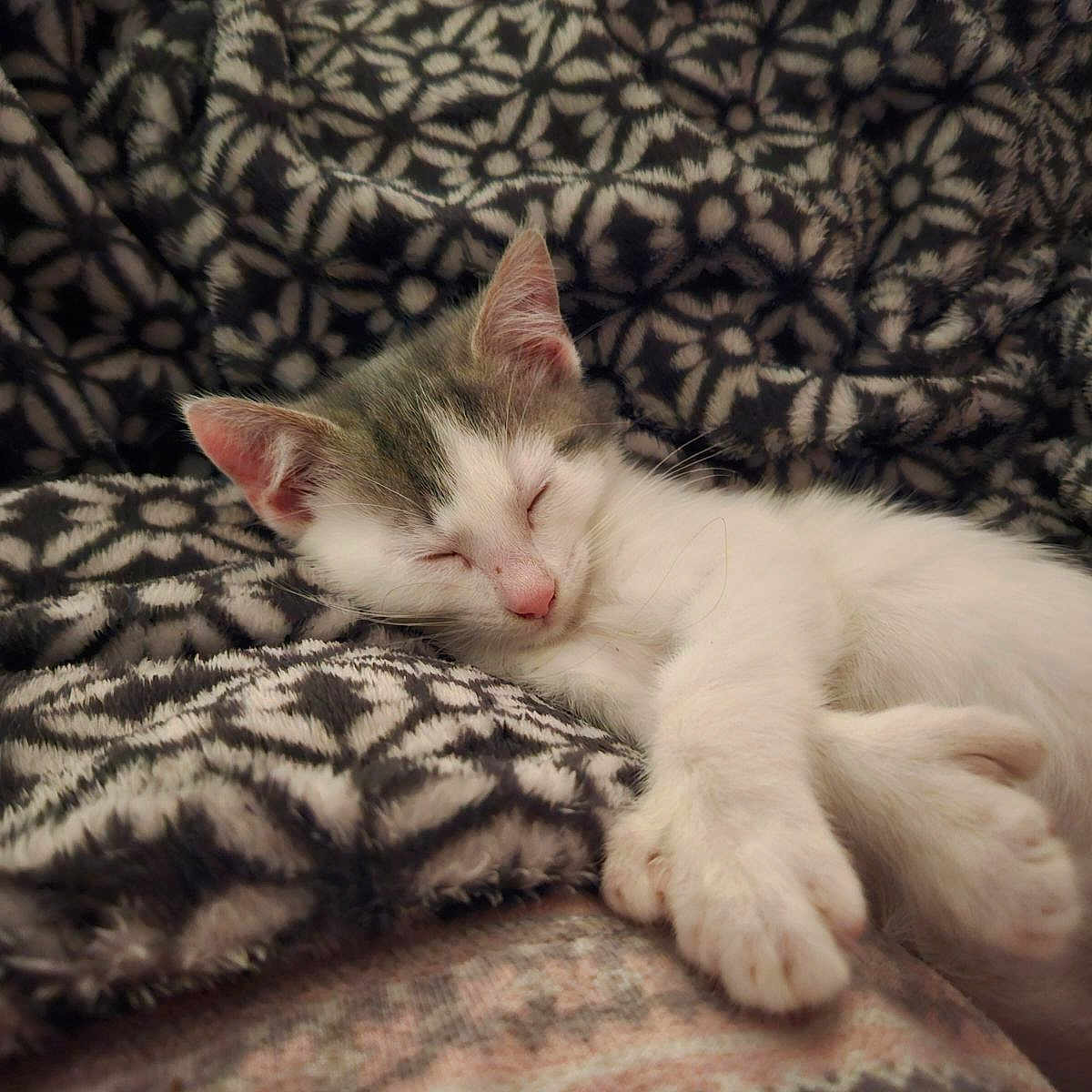 Anchor joined the competition — help win amazing prizes! animal, blanket, cat, close_up, comfort, cozy, cute, domestic_animal, feline, fur, indoor, kitten, nap, patterned_blanket, peaceful, pet, relaxation, rest, sleeping, soft