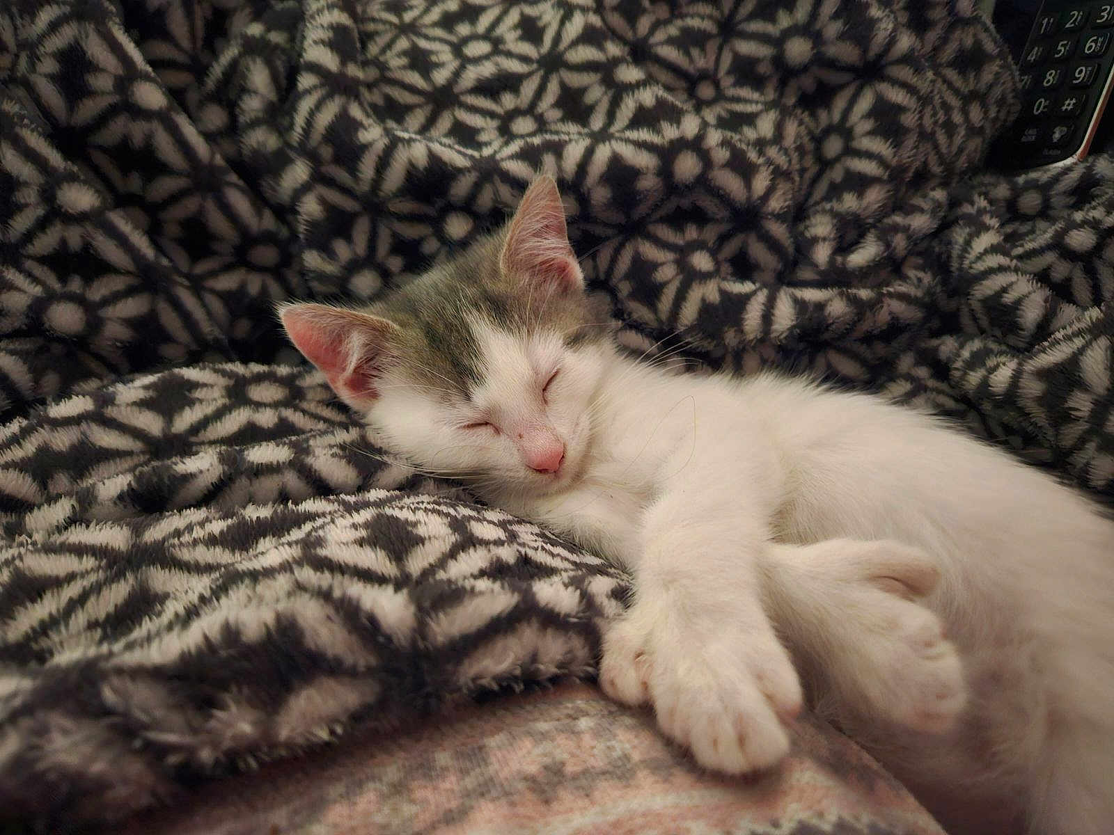 Anchor joined the competition — help win amazing prizes! kitten, sleeping, cat, blanket, patterned_blanket, cozy, soft, fur, relaxation, indoor, close_up, pet, cute, domestic_animal, rest, animal, comfort, peaceful, feline, nap