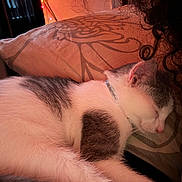 Anchor joined the competition — help win amazing prizes! cat, sleeping, pillow, indoor, curly_hair, pattern, string_lights, relaxing, cozy, white_fur, gray_fur, collar, rest, bedroom, soft_light, close_up, pet, feline, quiet, warm