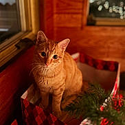 Butch joined the competition — help win amazing prizes! cat, orange_tabby, box, indoor, wooden_wall, curious, holiday, greenery, festive, pet, domestic_animal, cute, feline, sitting, looking_up, cozy, warm_lighting, window, home, animal