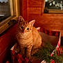 cat, orange_tabby, box, indoor, wooden_wall, curious, holiday, greenery, festive, pet, domestic_animal, cute, feline, sitting, looking_up, cozy, warm_lighting, window, home, animal