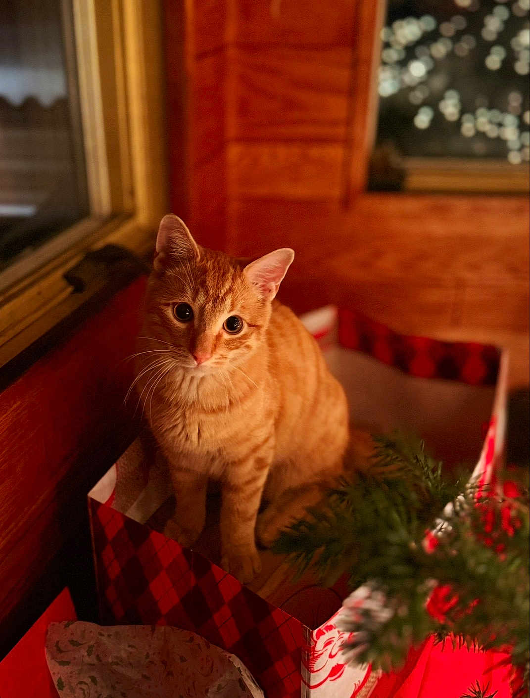 Butch joined the competition — help win amazing prizes! cat, orange_tabby, box, indoor, wooden_wall, curious, holiday, greenery, festive, pet, domestic_animal, cute, feline, sitting, looking_up, cozy, warm_lighting, window, home, animal