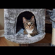 Rubble is registered to the contest to win money with this photo: cat, tabby_cat, pet, indoor, cozy, cat_condo, plush, animal, feline, cute, resting, paw, fur, green_eyes, looking, curious, home, wooden_floor, domestic_cat, relaxed