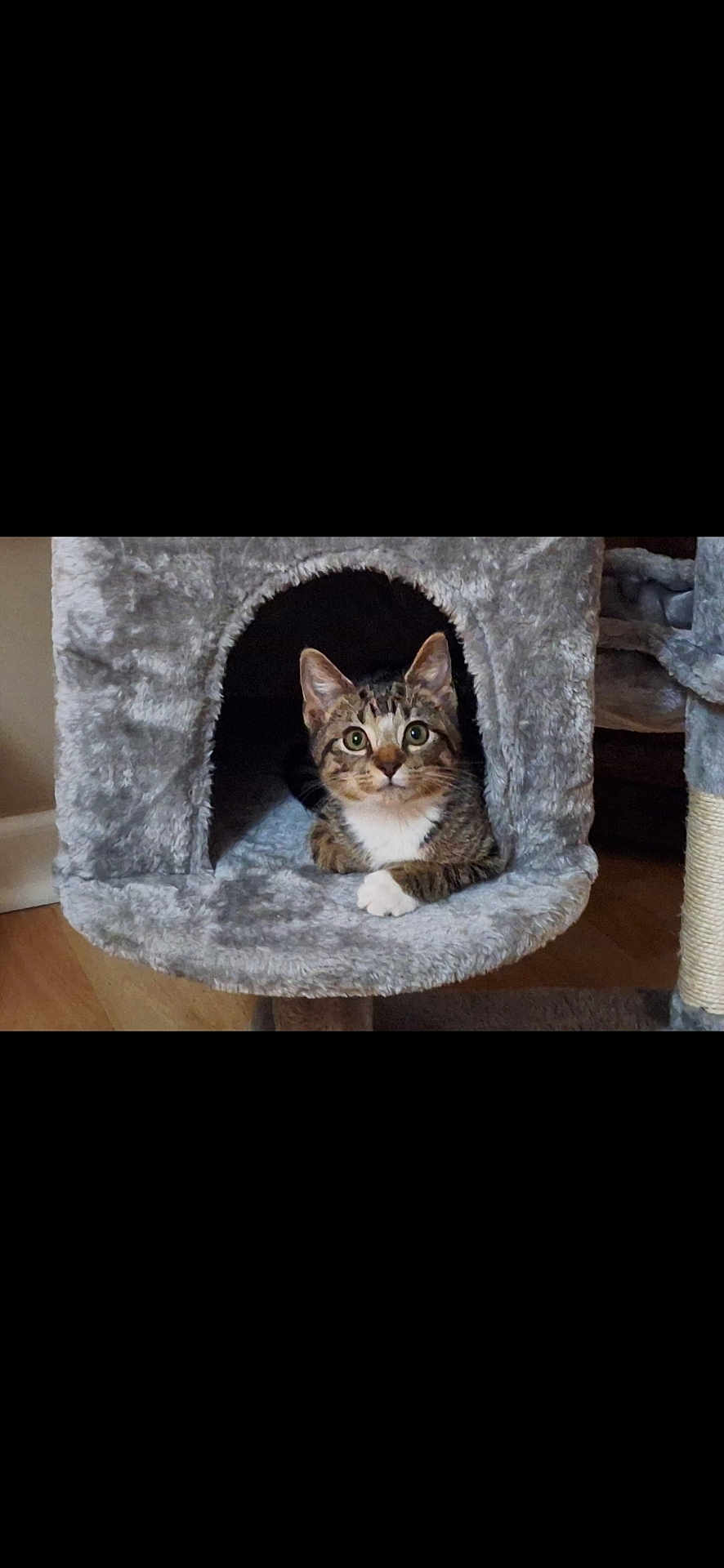 Rubble is registered to the contest to win money with this photo: cat, tabby_cat, pet, indoor, cozy, cat_condo, plush, animal, feline, cute, resting, paw, fur, green_eyes, looking, curious, home, wooden_floor, domestic_cat, relaxed
