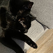 Jett And Jessy joined the competition — help win amazing prizes! black_cat, cat, feline, pet, couch, sofa, indoor, sleeping, cuddling, nap, paws, whiskers, fur, cozy, companion, close_up, fabric_texture, wooden_floor, domestic, relaxed