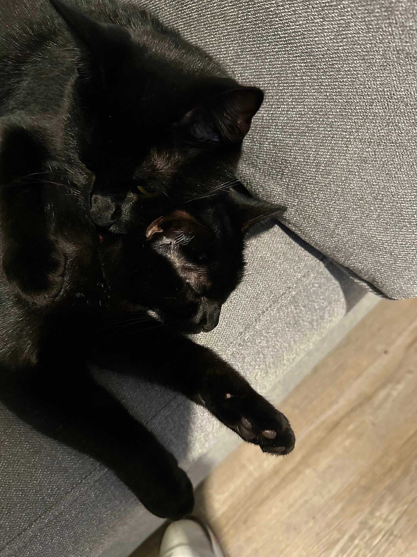 Jett And Jessy joined the competition — help win amazing prizes! black_cat, cat, feline, pet, couch, sofa, indoor, sleeping, cuddling, nap, paws, whiskers, fur, cozy, companion, close_up, fabric_texture, wooden_floor, domestic, relaxed