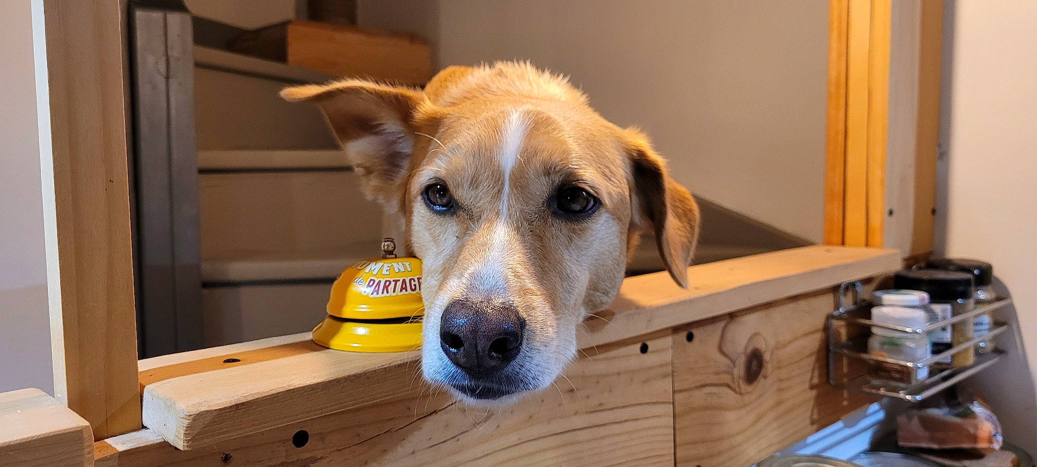 Marcel a rejoint le concours — aidez-le/la à gagner de superbes lots ! canidae, carnivore, companion_dog, desk, dog, dog_breed, dog_supply, fawn, flooring, fur, paw, pet_supply, service, snout, sporting_group, terrestrial_animal, whiskers, wood, working_animal, working_terrier