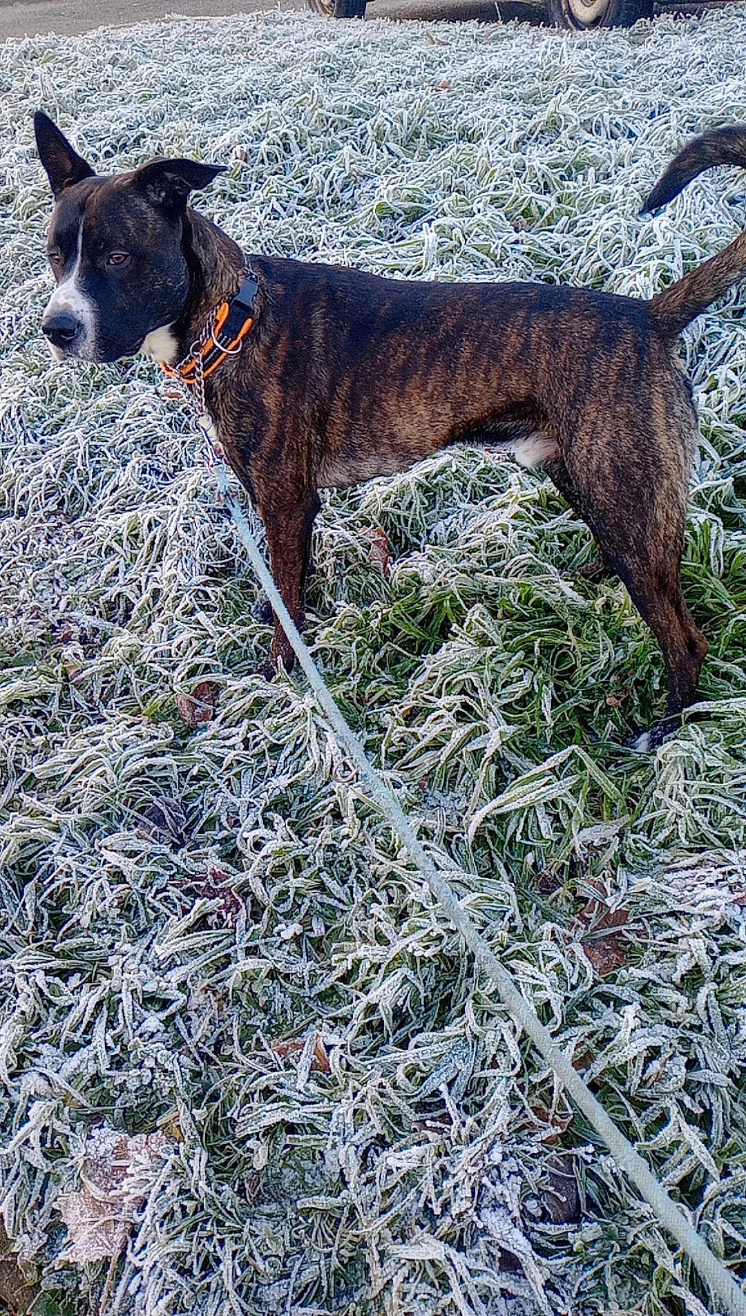 Tyson