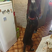 Tyson participe au concours pour gagner de l'argent avec cette photo : dog, person, kitchen, floor, refrigerator, box, wall, tiles, furniture, collar, standing, indoor, blur, motion, human, clothing, door, magnet, decor, basket
