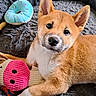 dog, puppy, shiba_inu, pet, animal, portrait, close_up, fluffy, orange_fur, white_chest, pointed_ears, black_nose, dark_eyes, lying_down, toy, pink_ball, blue_donut, blanket, indoors, cute