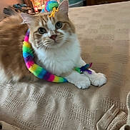 Charlie is registered to the contest to win money with this photo: cat, orange_cat, white_cat, pet, indoor, bedspread, toy, rainbow, colorful, feline, curious, cozy, animal, fur, playful, claw, whiskers, paw, resting, domestic